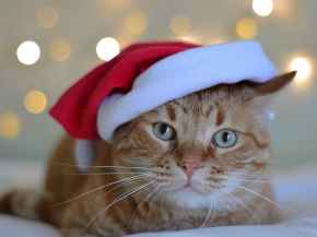 Picture for category Holiday Products